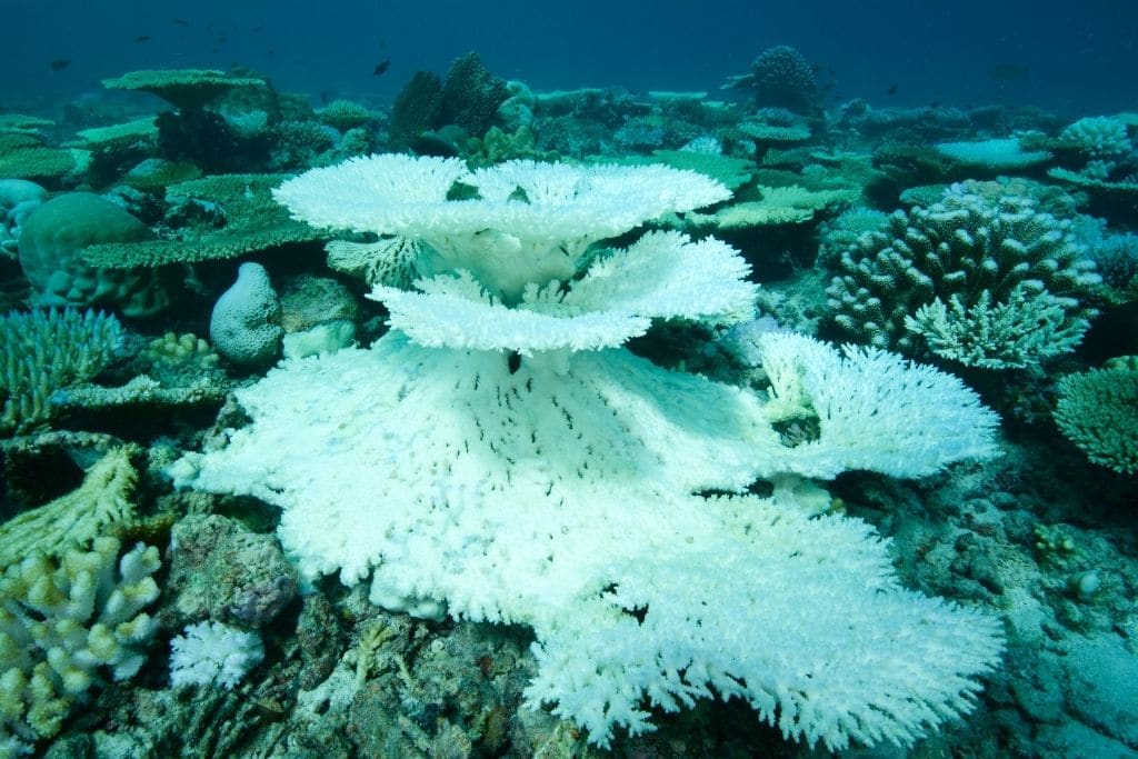 Efektet shkatërruese mbi koralet në fundin e oqeanit!