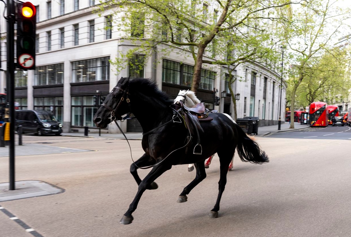 Kuajt e kavalerisë dalin jashtë kontrolli, 4 të plagosur në rrugët e Londrës! (Video)