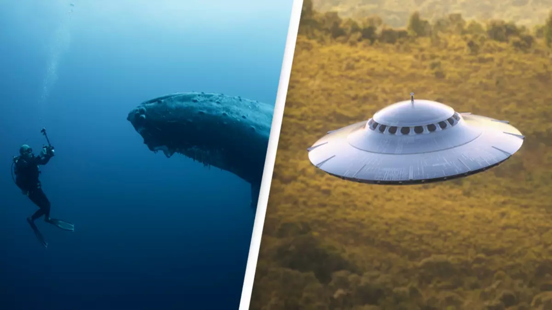 Moment historik/Balenat arrijnë të komunikojnë me njerëzit, shkencëtarët shprehen: “Jashtëtokësorët do të jenë të interesuar…”
