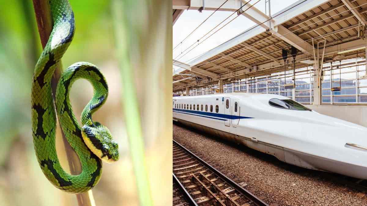 Një tren në Japoni mund ta ndalojë vetëm një gjarpër…