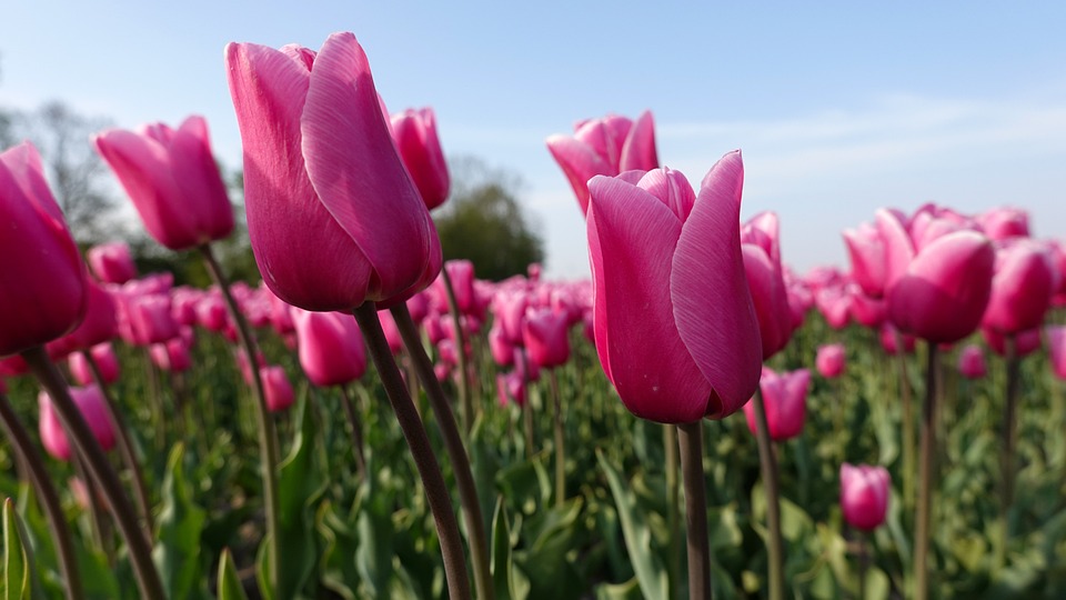 Fermerët në Holandë të shqetësuar, tulipanët rozë preken nga nxehtësia ekstreme!