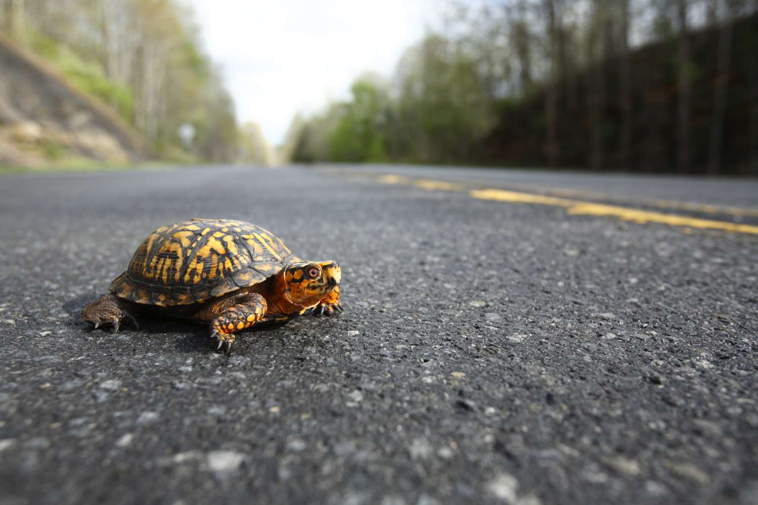 Ja se çfarë duhet të bëni nëse shihni një breshkë duke kaluar rrugën!