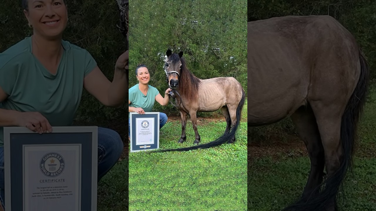 Kali i vogël me bishtin më të gjatë në botë hyn në Librin e Rekordeve Guinness!