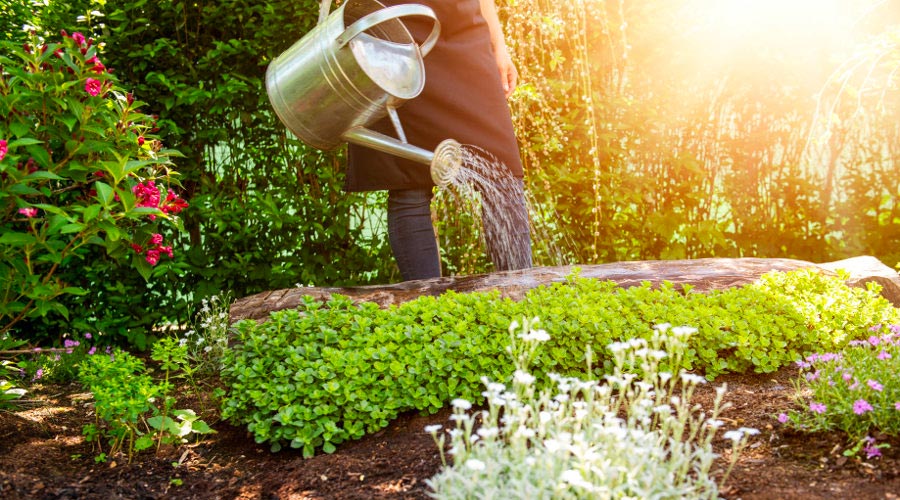 Ky artikull është për ju që i keni ujitur bimët gjatë ditës në mot të nxehtë!
